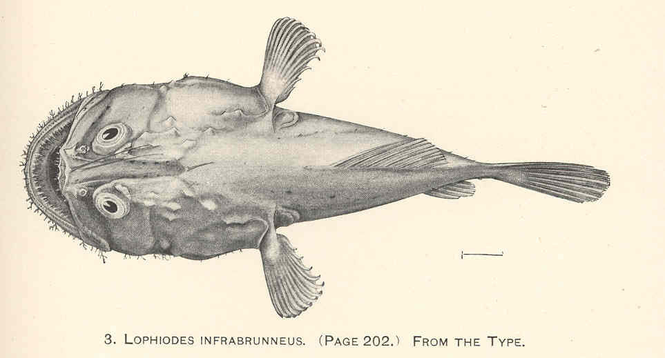 Shortspine Goosefish