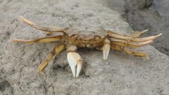 Cyrtograpsus angulatus