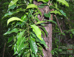 Chionanthus caymanensis
