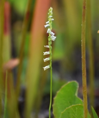 Spiranthes eatonii
