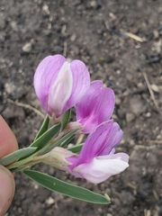 Lathyrus polymorphus
