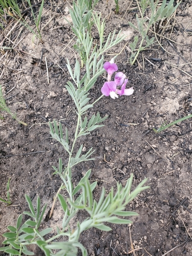 Image of Lathyrus decaphyllus by no rights reserved