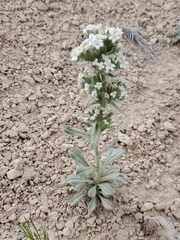 Oreocarya thyrsiflora