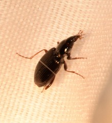 Agonum punctiforme