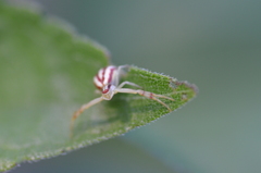 Mecaphesa schlingeri