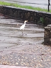 Bubulcus ibis