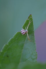 Mecaphesa schlingeri