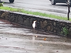 Bubulcus ibis
