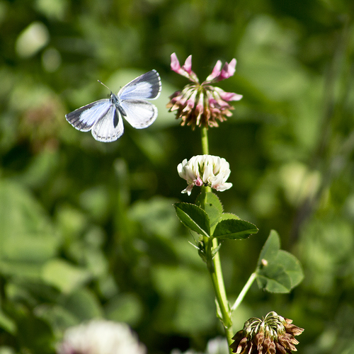 Summer Azure, Preston County, WV, USA, photo 7 of 10