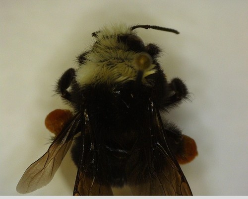 iNaturalist observation photo of Pyrobombus