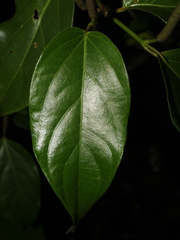 Piper ellipticolanceolatum