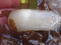 Aglaja ocelligera