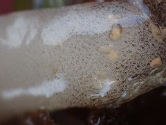 Aglaja ocelligera