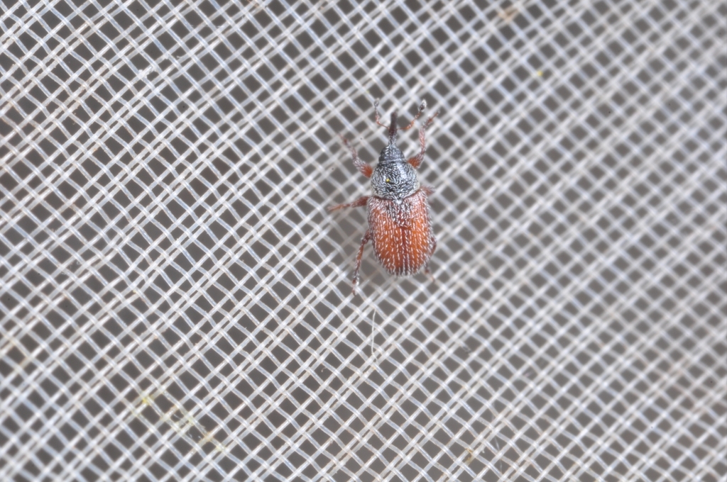 Mecinus plantaginis