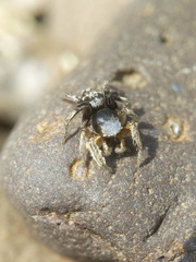 Habronattus captiosus