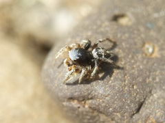 Habronattus captiosus