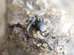 Habronattus captiosus