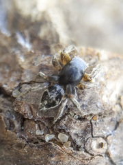 Habronattus captiosus