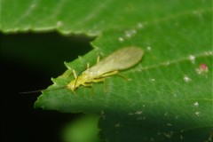Alloperlini