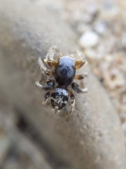 Habronattus captiosus