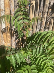 Ailanthus altissima