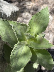 Erythranthe cardinalis