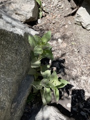 Erythranthe cardinalis