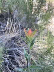 Castilleja minor
