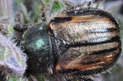 Blitopertha lineolata