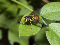 Chrysotoxum triarcuatum