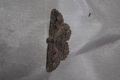 Pterotaea cariosa