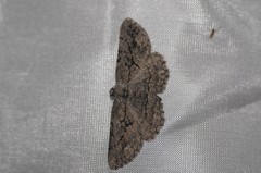 Pterotaea cariosa