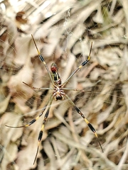 Trichonephila clavipes image