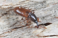 Cossonus parallelepipedus