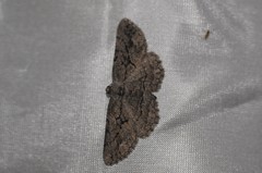 Pterotaea cariosa
