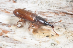 Cossonus parallelepipedus