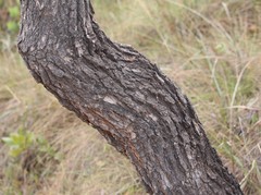Vochysia thyrsoidea