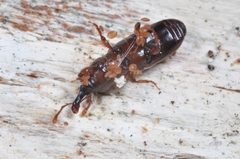 Cossonus parallelepipedus