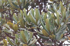 Vochysia thyrsoidea