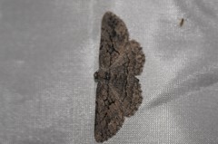 Pterotaea cariosa