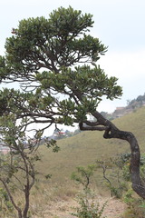 Vochysia thyrsoidea