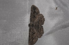 Pterotaea cariosa