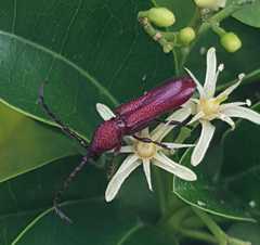 Pyrestes haematicus