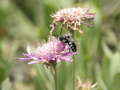 Melecta curvispina