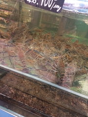 Macrobrachium rosenbergii