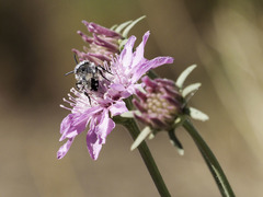 Melecta curvispina