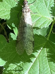 Dysmicohermes ingens