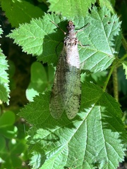 Dysmicohermes ingens