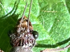 Dysmicohermes ingens