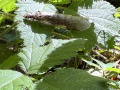 Dysmicohermes ingens